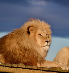 Panthera Africa