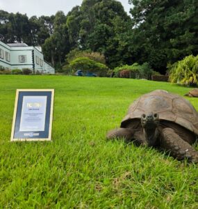 Jonathan the tortoise
