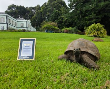 Jonathan the tortoise